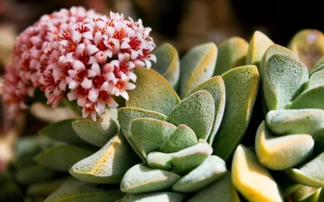 家庭養花:冬季多肉養護知識