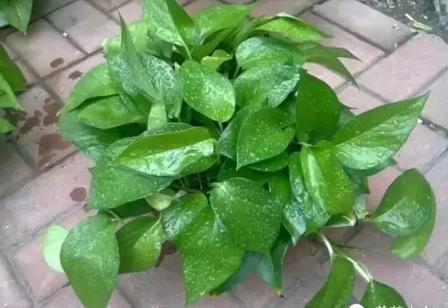 城市看春總未真 花鄉引得幸福來——“賞花經濟