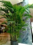 室內盆景租擺中風水聚財植物有哪些