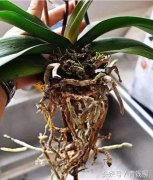 銀行會議室租賃盆栽水培花卉環境因素引起爛根