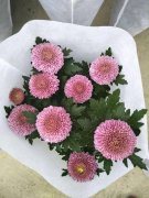 銀行綠植租擺新型盆栽花卉，花形可愛，花期長