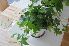 銀行租賃綠植凈化空氣哪株強?