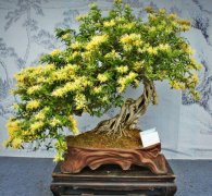 具有“延年益壽”功效的花卉,家里總要養幾盆