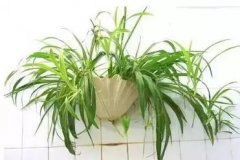 銀行綠植租賃的衛生間里適合放些什么植物？