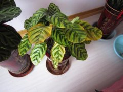 銀行花卉租賃葉子出現發黃，不要慌，使用這兩