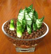 銀行租賃的虎皮蘭養護很簡單，這幾個方法不容