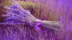 銀行綠植租賃的有哪些對人體最有益、提神醒腦