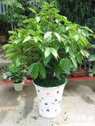 西安銀行綠植租賃的平安樹怎么養？平安樹葉子