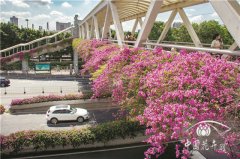 紅爆網(wǎng)絡(luò)的廣州三角梅，出自誰手？