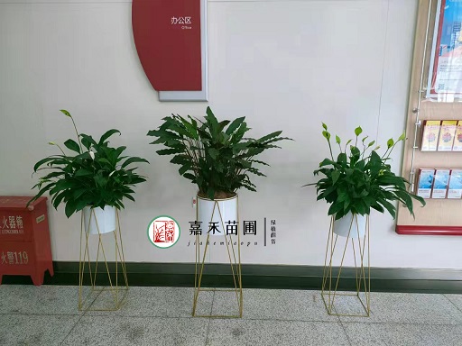 西安銀行綠植花卉租賃電話|西安嘉禾苗圃