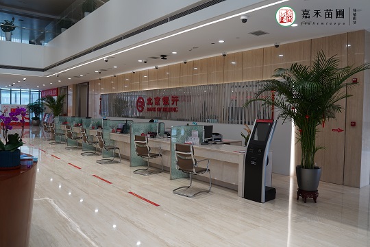 銀行綠植租賃|西安嘉禾苗圃