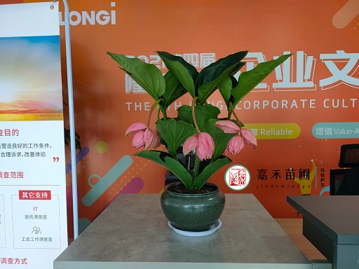 西安銀行綠植租擺: 點綴辦公空間的綠色之美