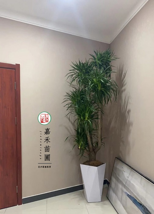 西安銀行景觀設計|西安嘉禾苗圃 西安銀行景觀設計|西安嘉禾苗圃