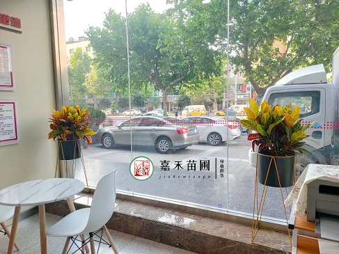 西安銀行花卉租擺商家|西安嘉禾苗圃