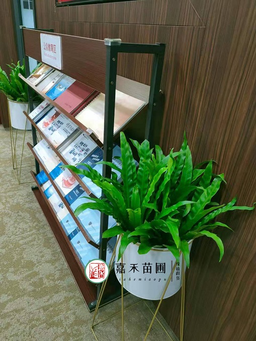 西安銀行綠植租擺公司|西安嘉禾苗圃