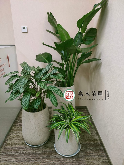 西安銀行花卉綠植租賃公司|西安嘉禾苗圃