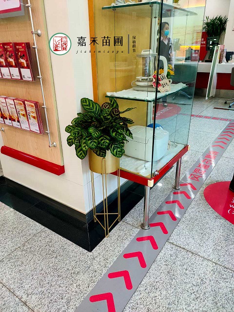 銀行綠植租賃報價廠家|西安嘉禾苗圃 銀行綠植租賃報價廠家|西安嘉禾苗圃
