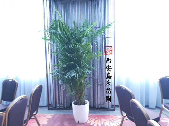 西安綠植租賃推薦|散尾葵養死的原因和正確養護方法