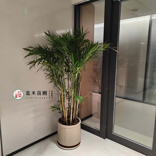 西安綠植租賃推薦商家|西安嘉禾苗圃