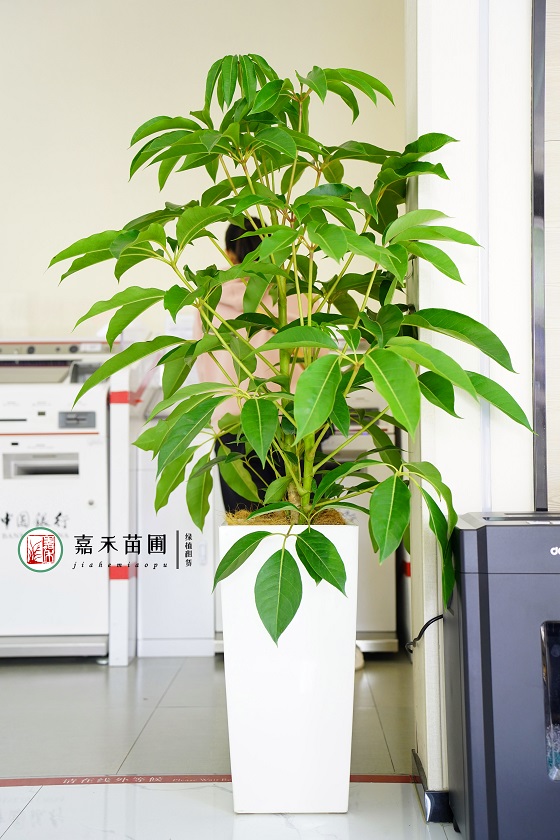 西安銀行花卉租賃推薦|西安嘉禾苗圃