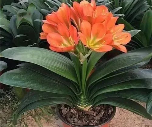 君子蘭、仙客來、長壽花、蟹爪蘭、茶花冬天養護小技巧！