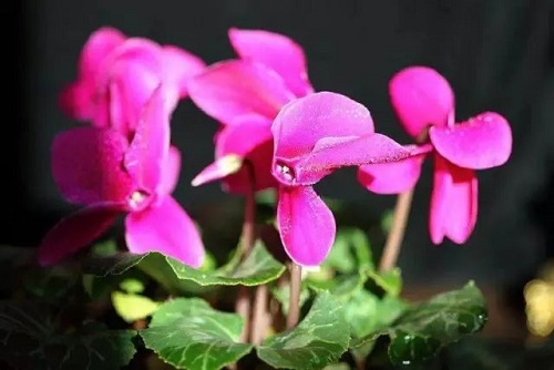 20241120/673d5264dc057.jpg 640 (1).jpg