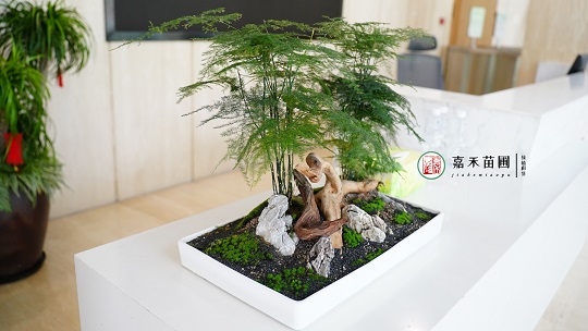 西安北京銀行：綠植租賃，煥新金融空間