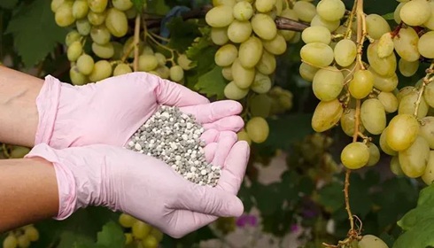 花盆里撒一把&ldquo;它&rdquo;，一年不用施肥，葉片翠綠，花期更長久！