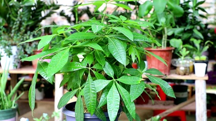 發財樹有&ldquo;三怕&rdquo;，很多人都做錯了，怪不得養不好