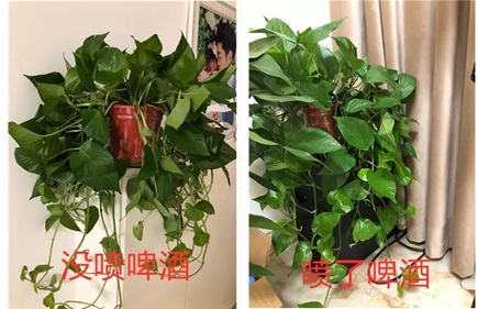 綠蘿灌點啤酒,嗖嗖爬滿整個床!