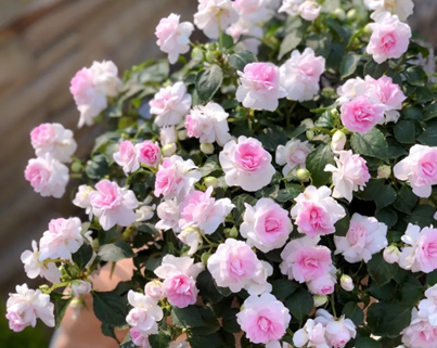 非洲重瓣鳳仙,耐陰乖巧的小仙女!