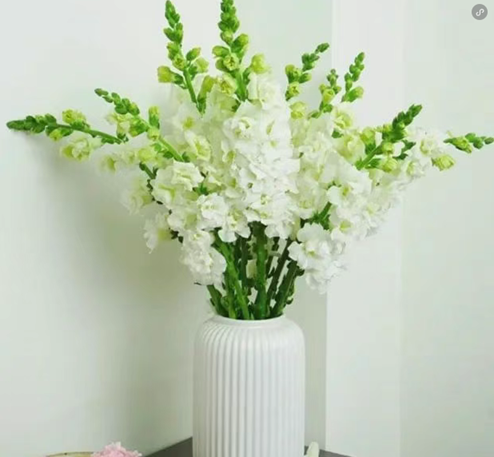 家里的喜慶花——金魚草怎么養護