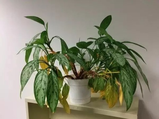 室內(nèi)植物葉黃的常見6種情況,教你辨別和處理