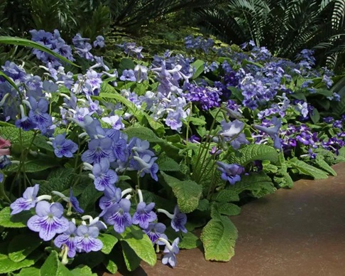 室內(nèi)燈光下就能常年開花的堇蘭怎么養(yǎng)護