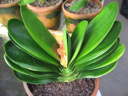 君子蘭的花箭出不來,原來是這3點在“搞鬼”!