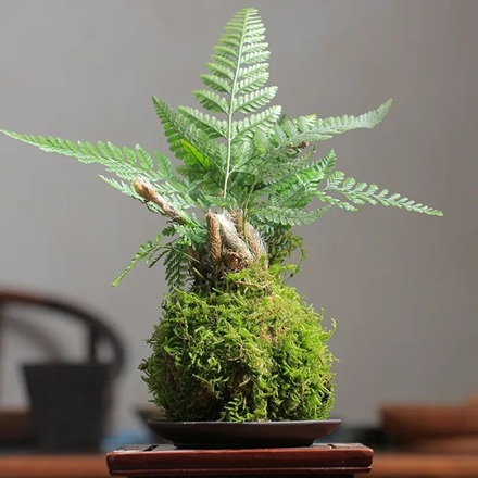 好養(yǎng)的狼尾蕨,關(guān)注這幾點造型飄逸別致太好看