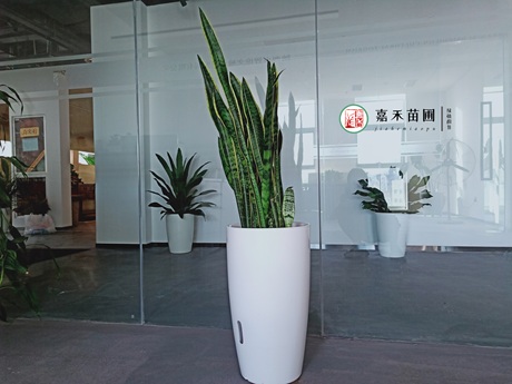 虎尾蘭一直不長個子,解決5個養(yǎng)護難題,可促進側(cè)芽萌發(fā)